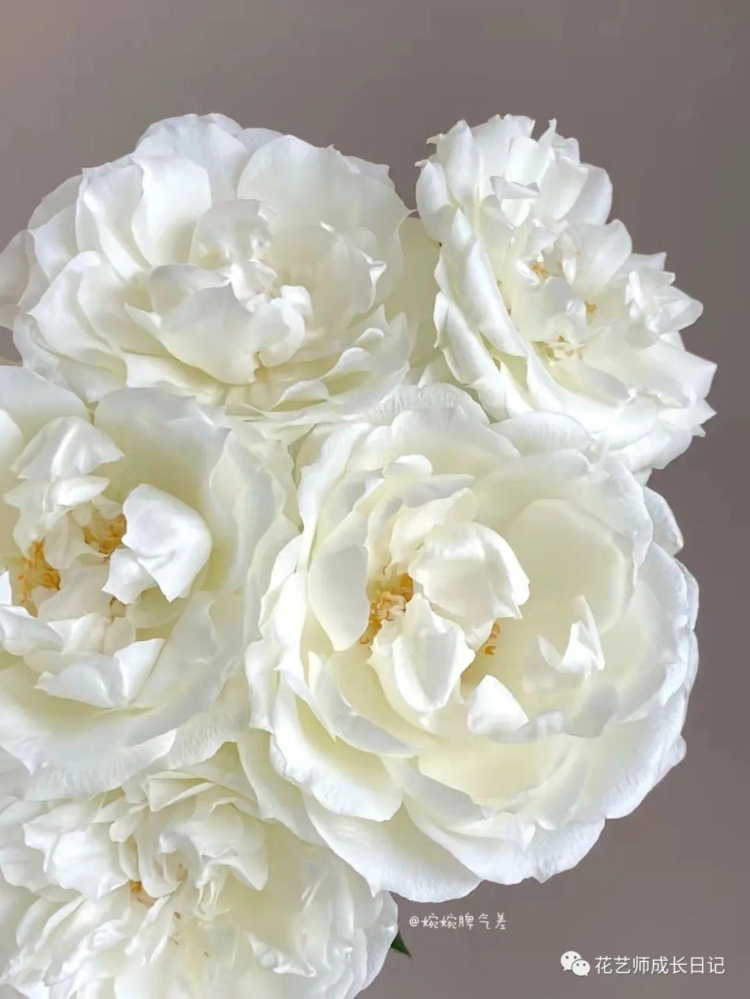 100朵玫瑰vol68日本玫瑰白勃艮第玫瑰洁白胜雪仙里仙气