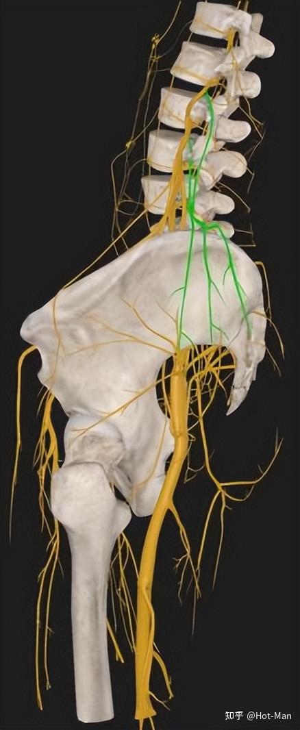 臀部血管神经分布图片