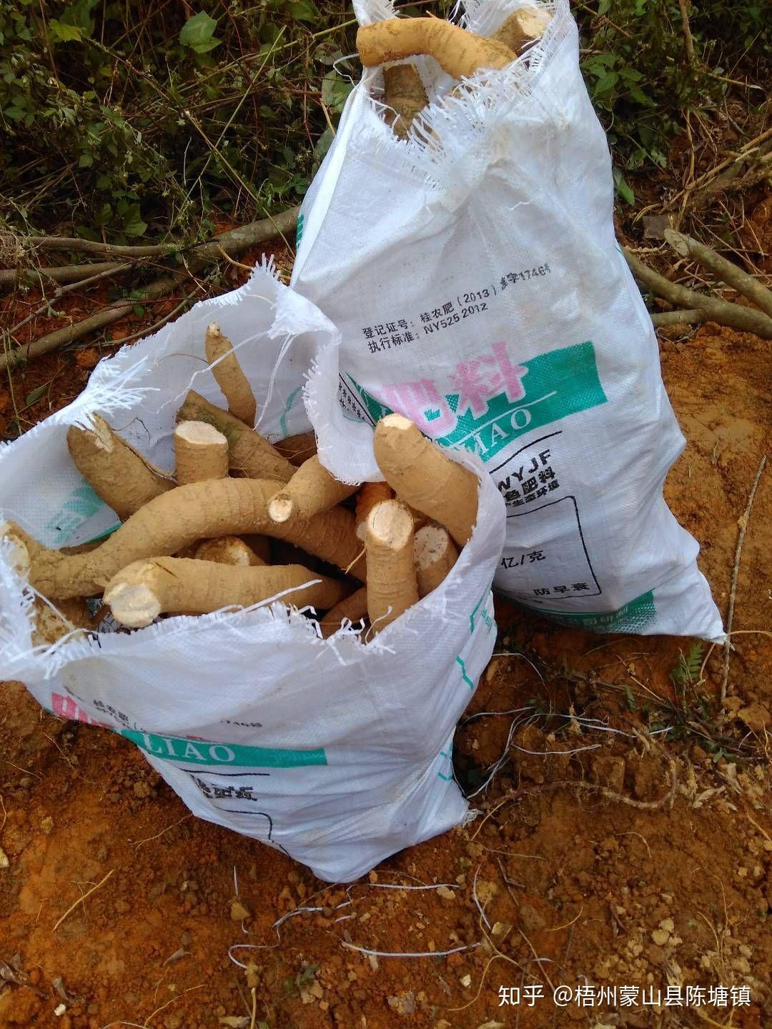 广西有种参锒匀颂搴芎酶考壑导呦衷诤苌偃酥浪且恢肿骋