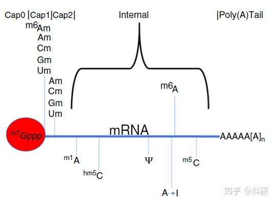 約十餘種,絕大部分的修飾發生於非編碼rna(ncrna)中,例如轉運rna(trna