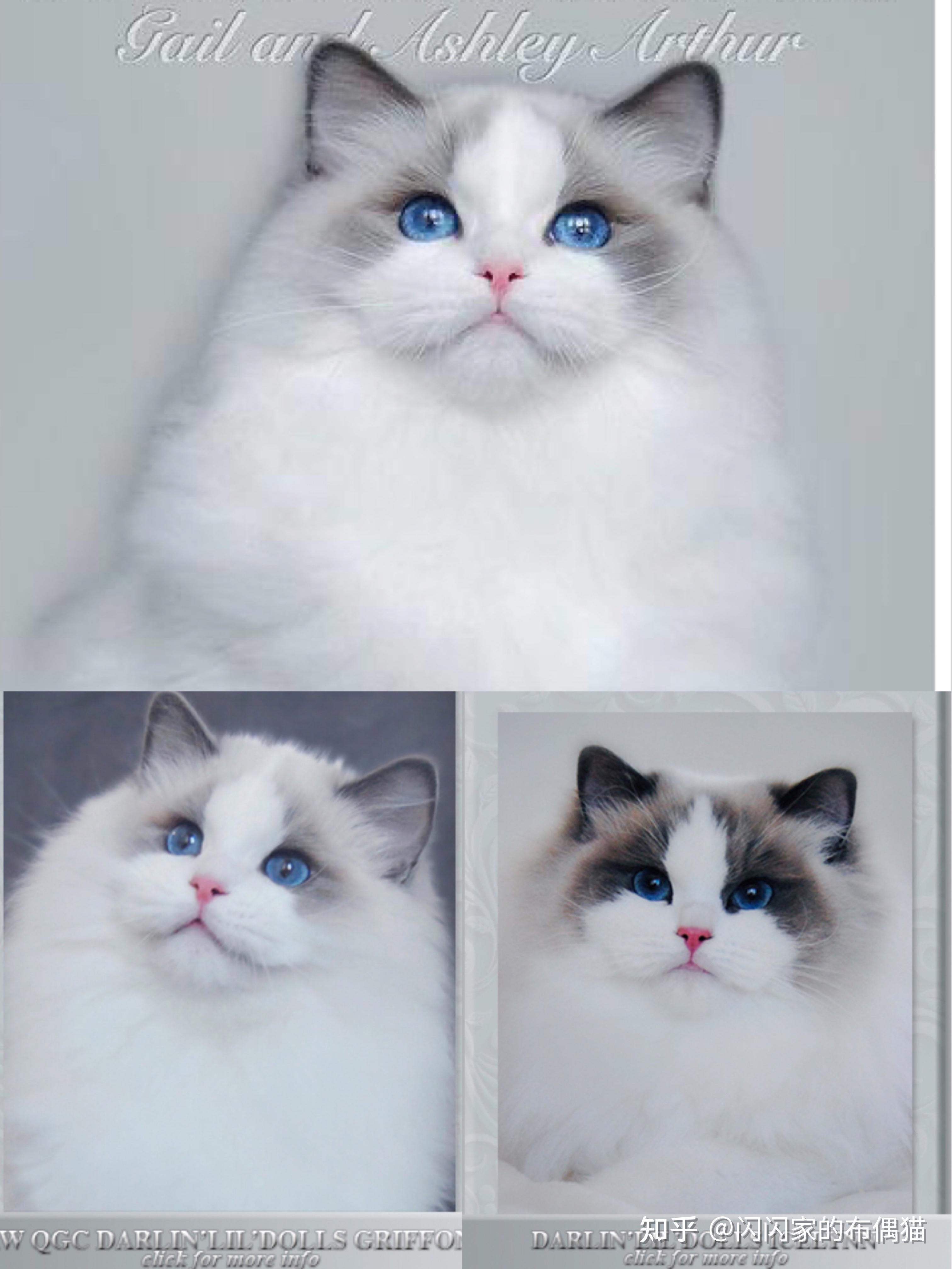 关于传统系波斯系布偶猫你真的懂区分吗