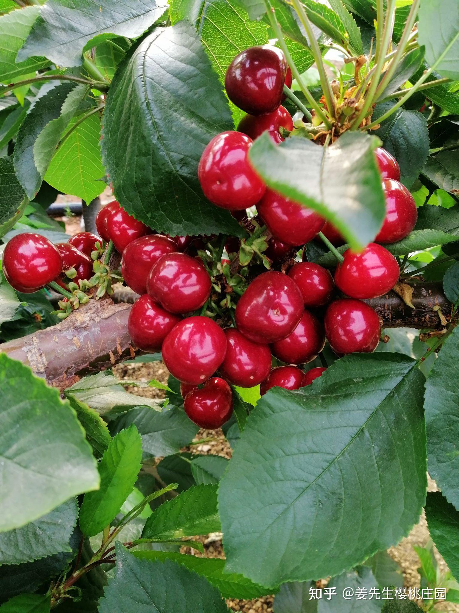 美早大樱桃🍒欢迎品尝 - 知乎