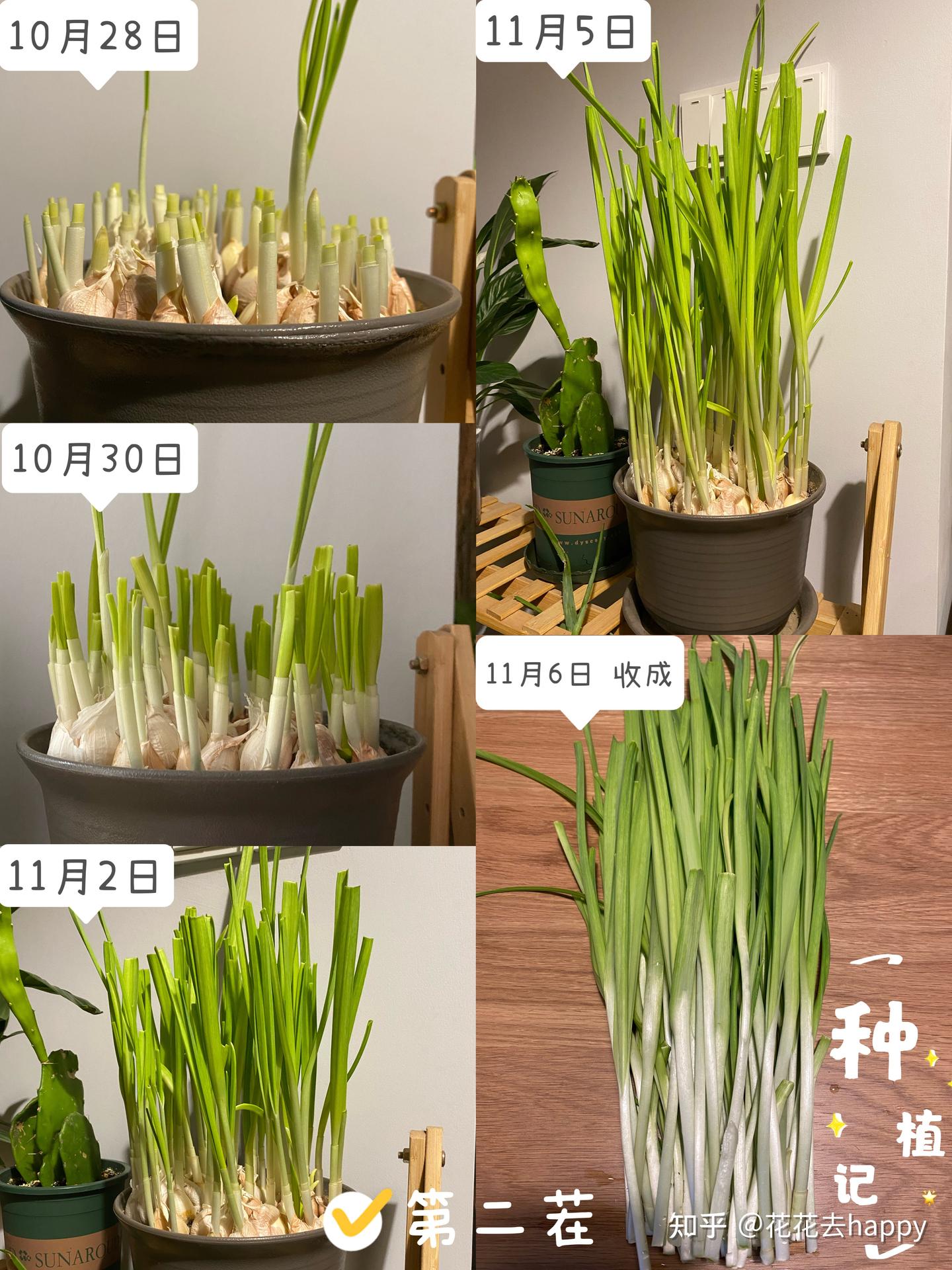 盆栽蒜苗能收获几茬？ - 知乎