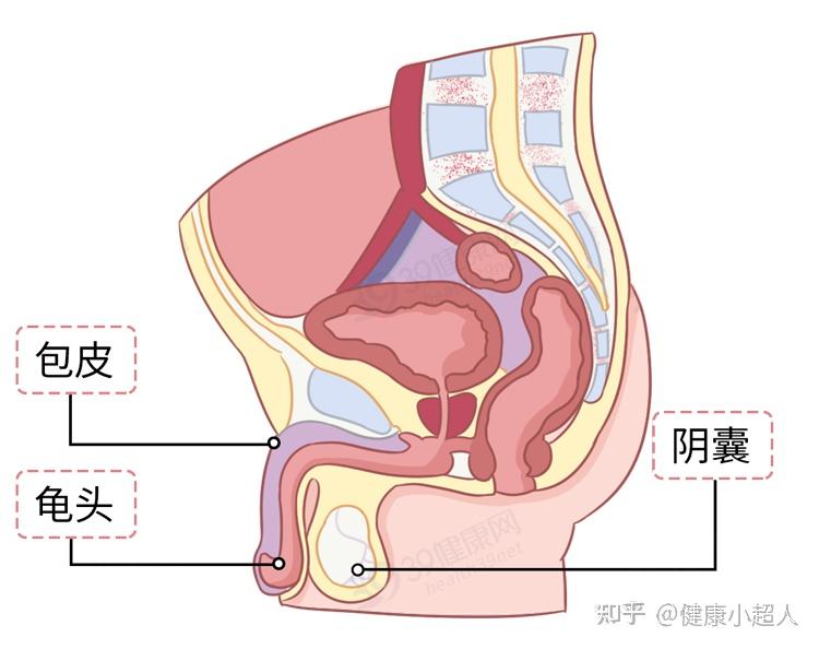 仔细端详"洗洗更健康"不少男生以为女性私处才需正确清洗丁丁不多墨迹
