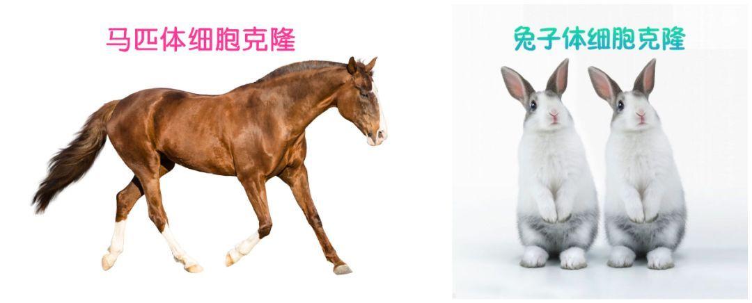 六,目前希诺谷可以克隆的宠物包括猫咪,狗狗,马,兔子等.