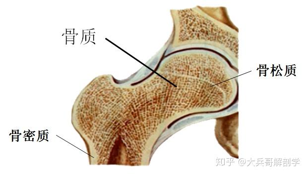 分一体两端:体(骨干)内的空腔叫骨髓腔,骺上有光滑的关节面.
