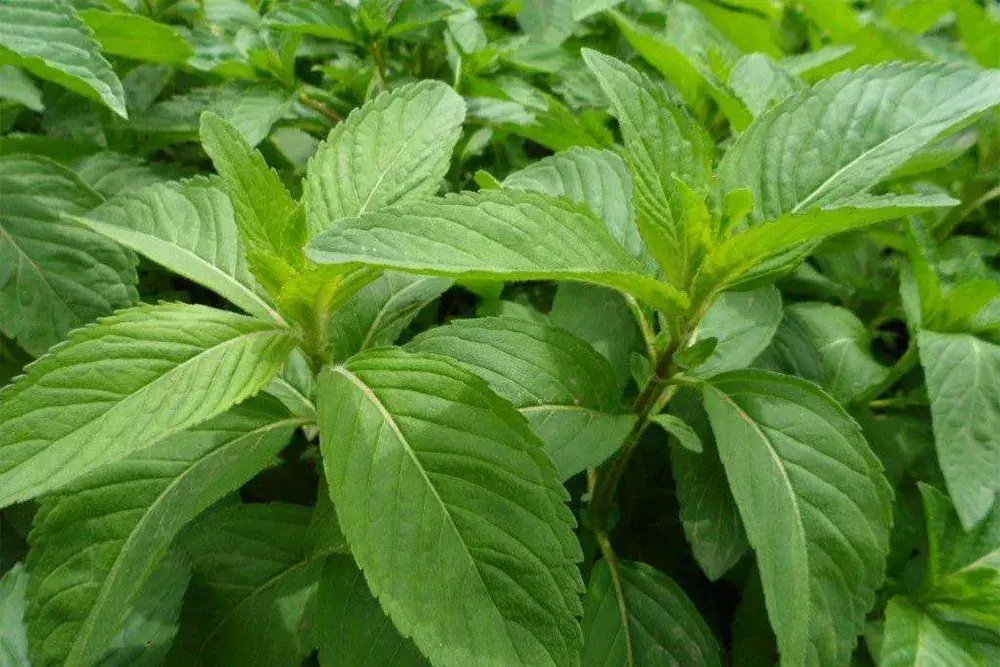 茶鼎房 | 揭秘普洱茶中迷人的糯米香 - 知乎