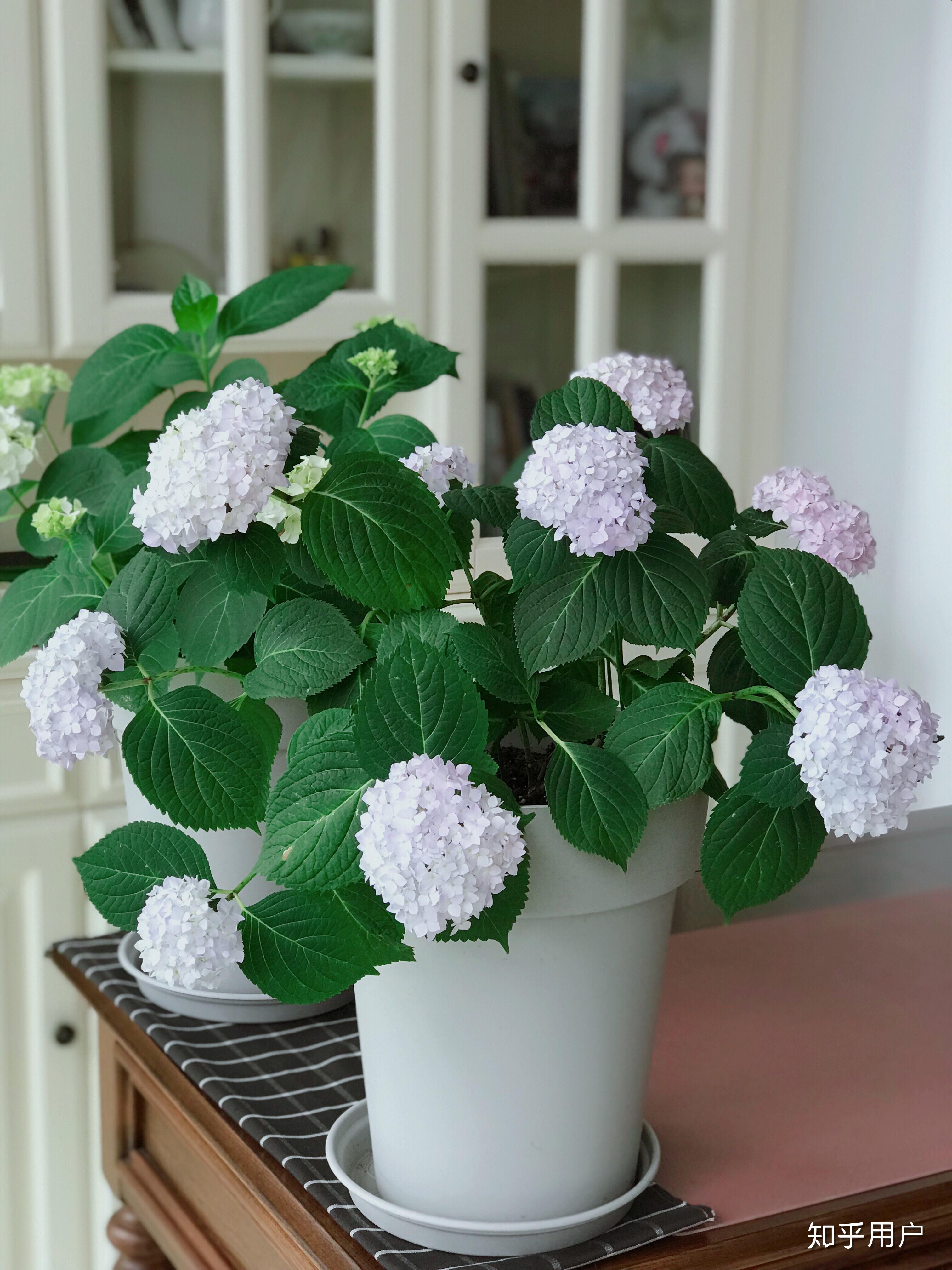 绣球花能放室内栽吗