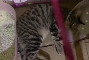 动图封面