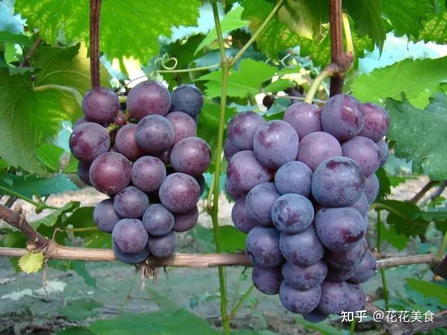 天然抗衰老药:葡萄