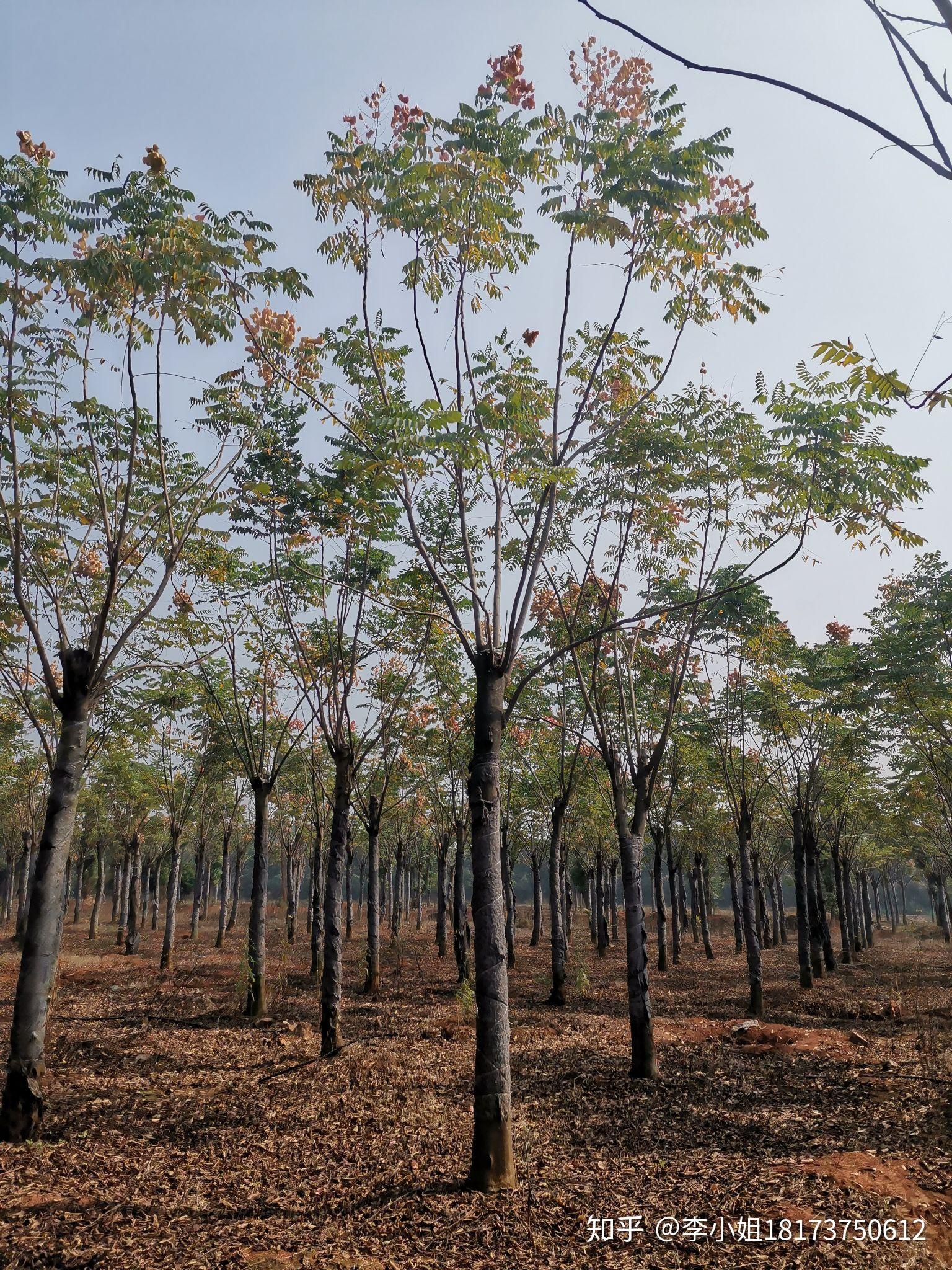 湖南益阳绿青苗木苗圃直供的栾树达到3米大冠幅苗圃移植几年苗
