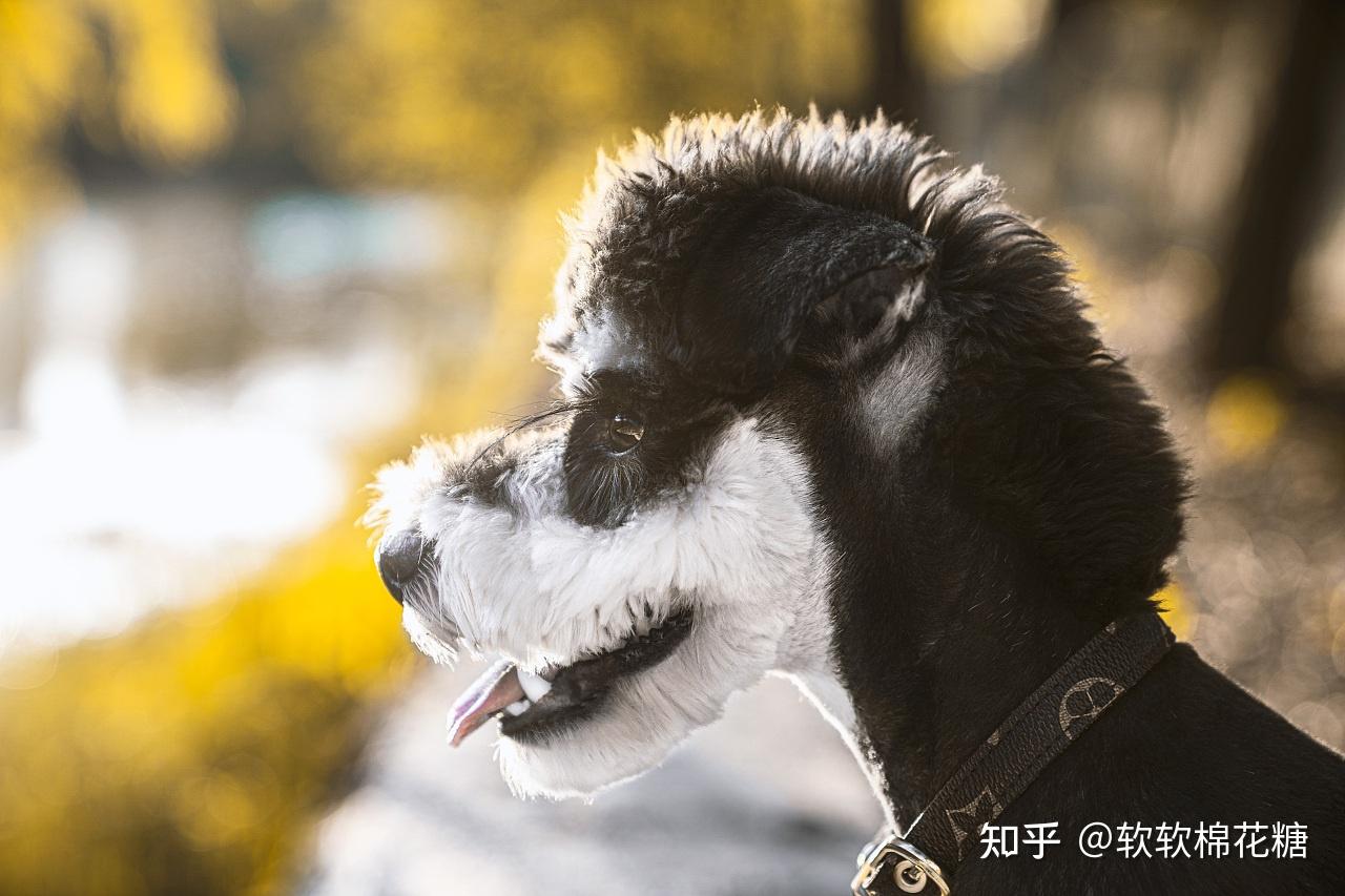 雪納瑞