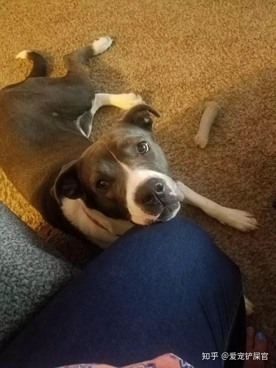 狗狗真的会得抑郁症吗? - 知乎