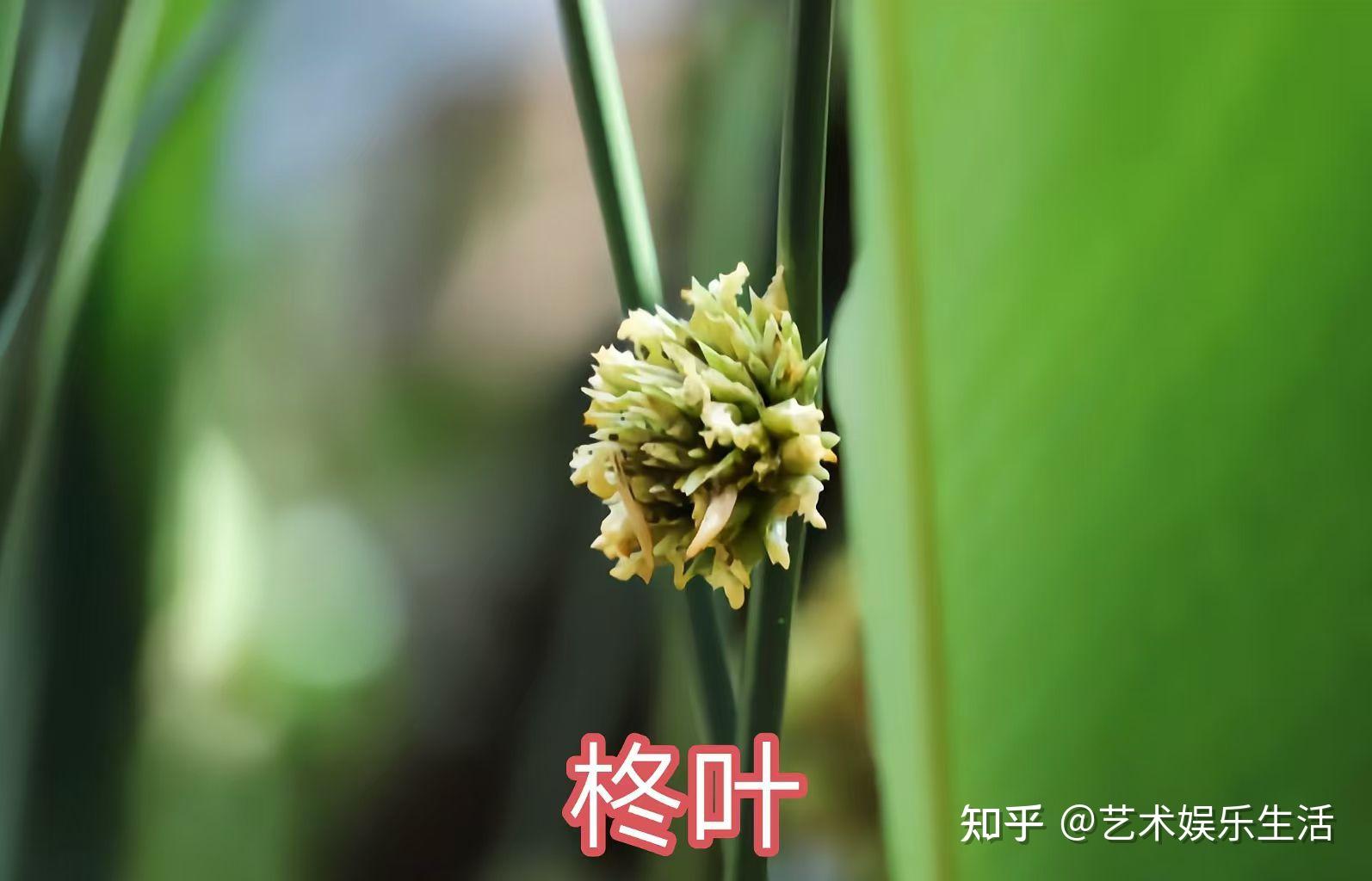 竹芋科的13种代表植物 - 知乎