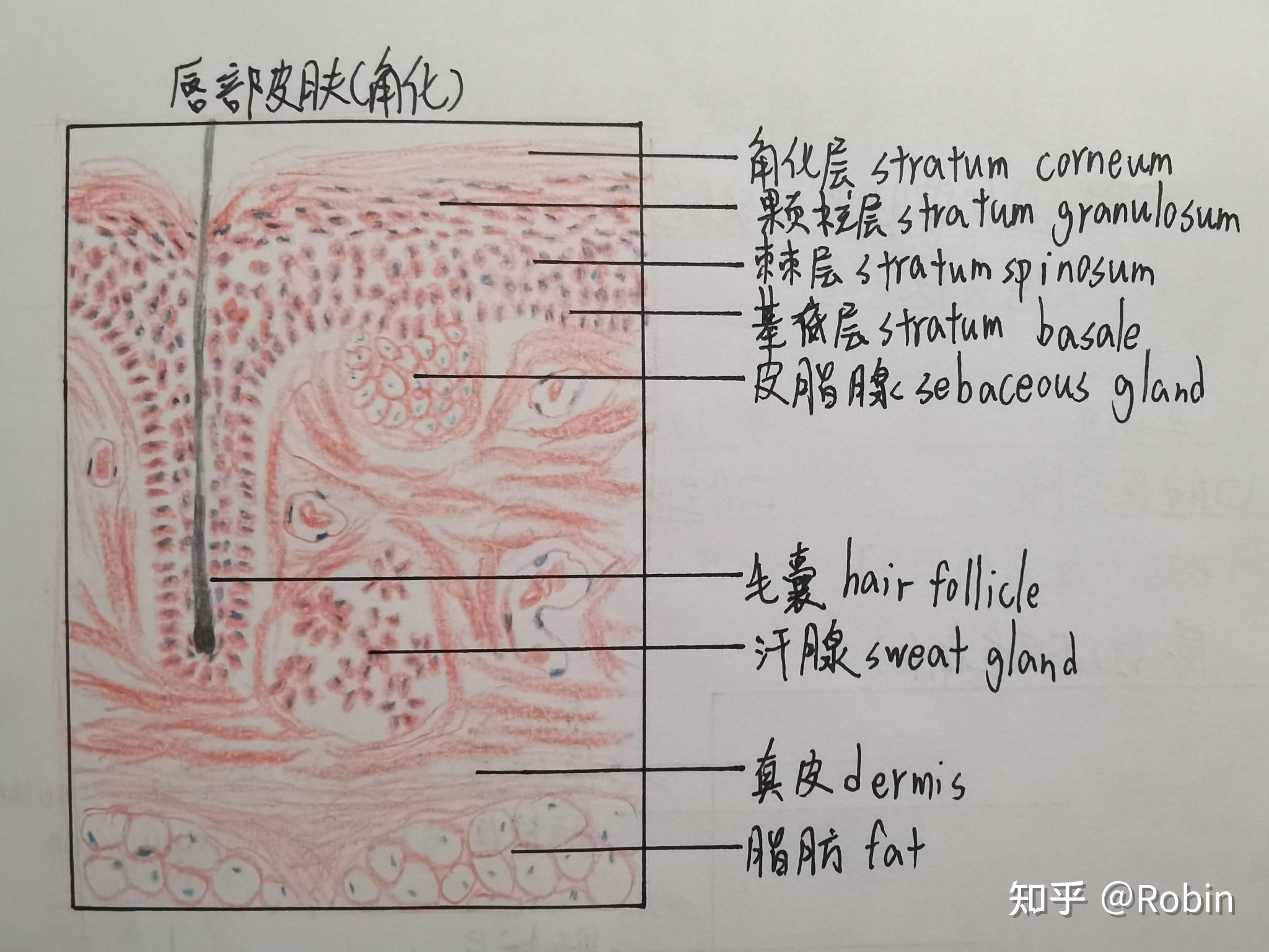 口腔組織胚胎學切片繪圖 - 知乎