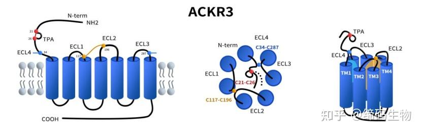 CXCR7 ACKR3 cxcr7-ackr3