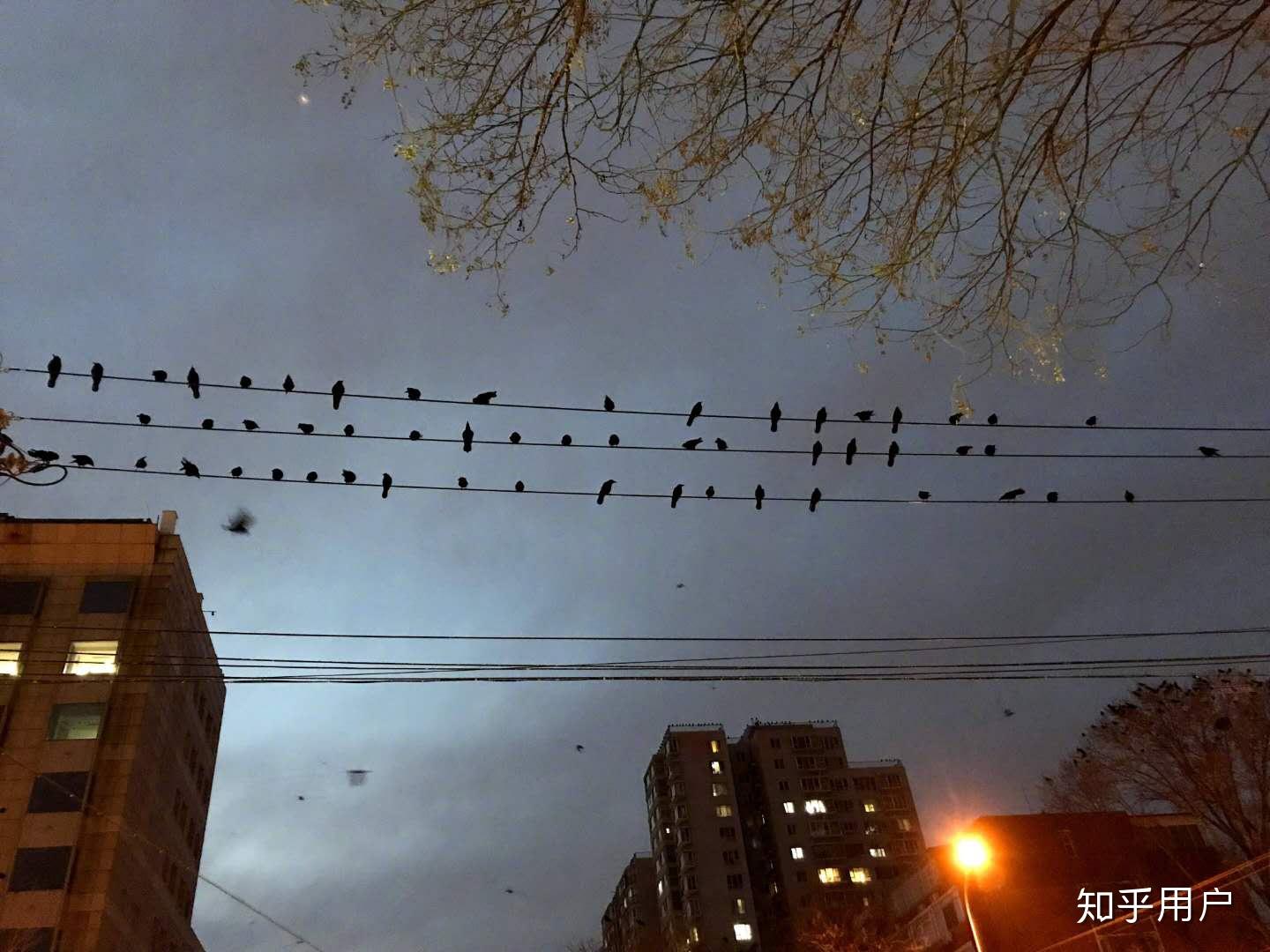 北京师范大学和北京邮电大学哪个学校乌鸦更多? - 知乎