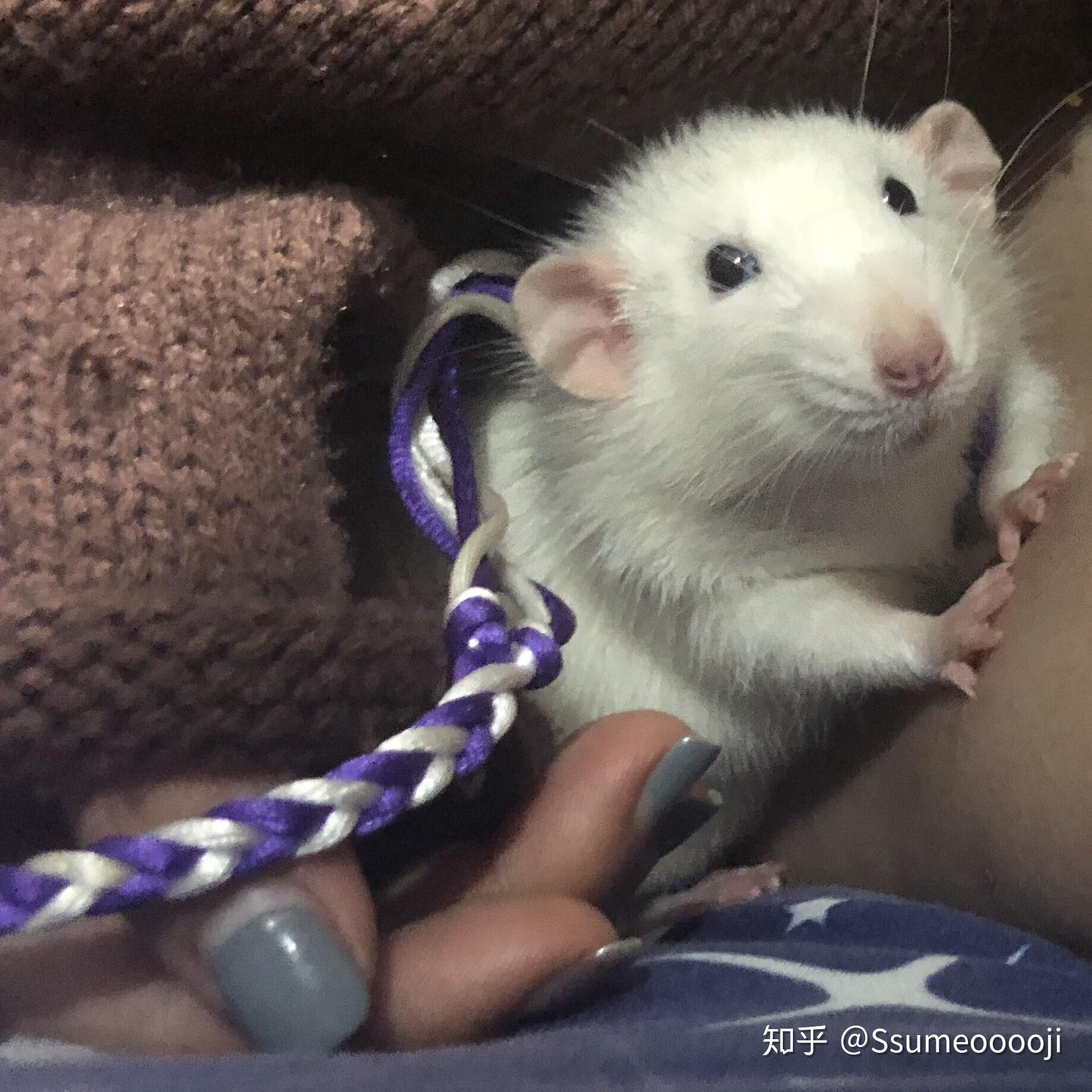 花枝鼠害怕主人怎么办怎么和花枝鼠搞好关系 自媒体热点