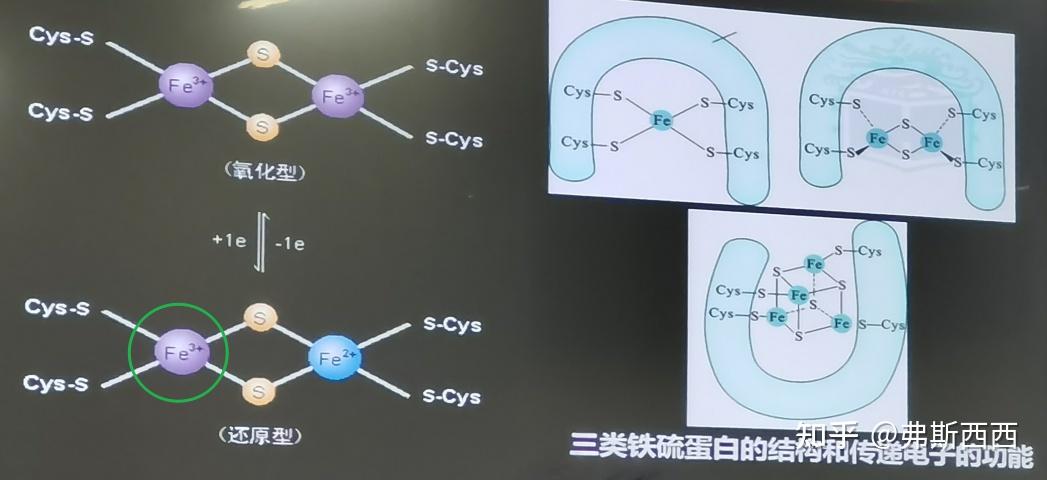 分成nadh呼吸链和fadh2呼吸链主要功能是通过氧化磷酸化的偶联产生atp