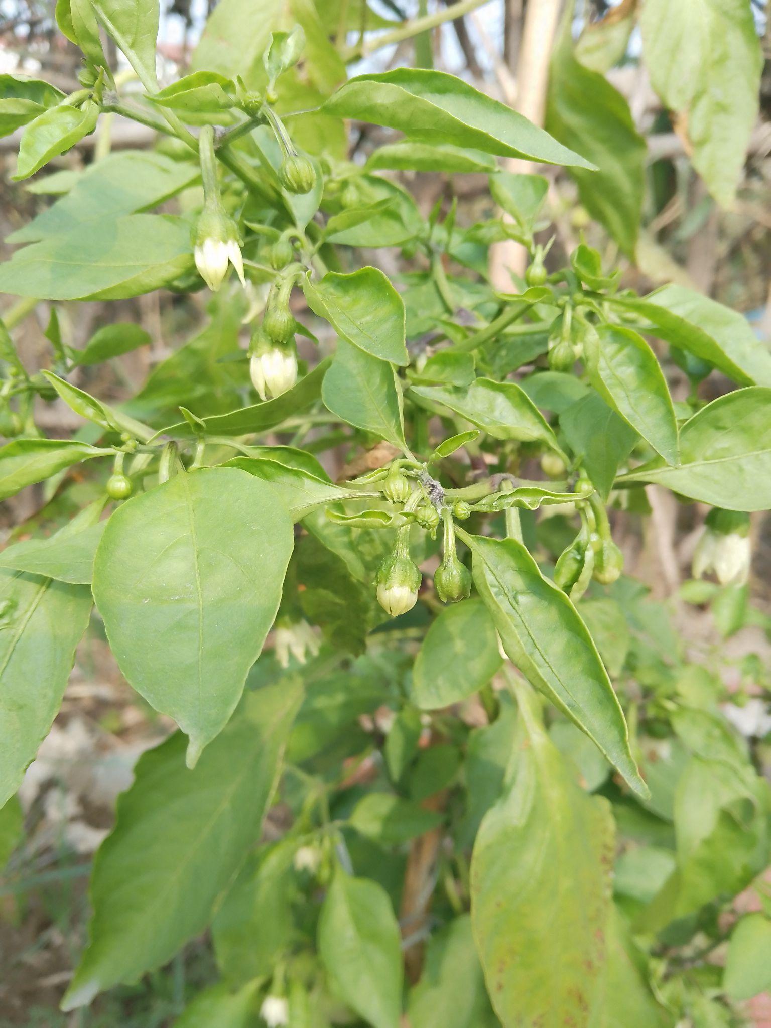 十月三十一日辣椒照样开花