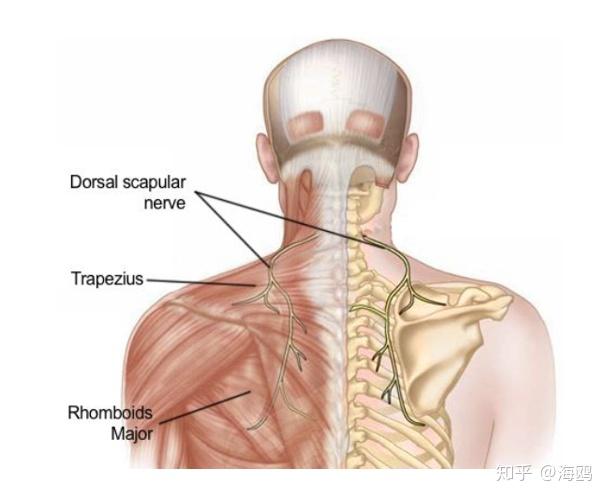 肩胛背神經是支配菱形肌和肩胛提肌的神經,同時也穿行在斜角肌當中