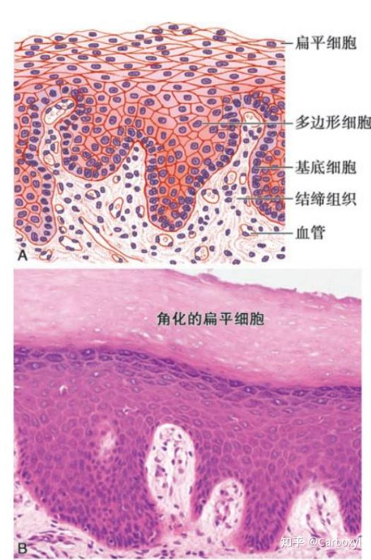 组织学与胚胎学重点笔记——1.上皮组织 - 知乎
