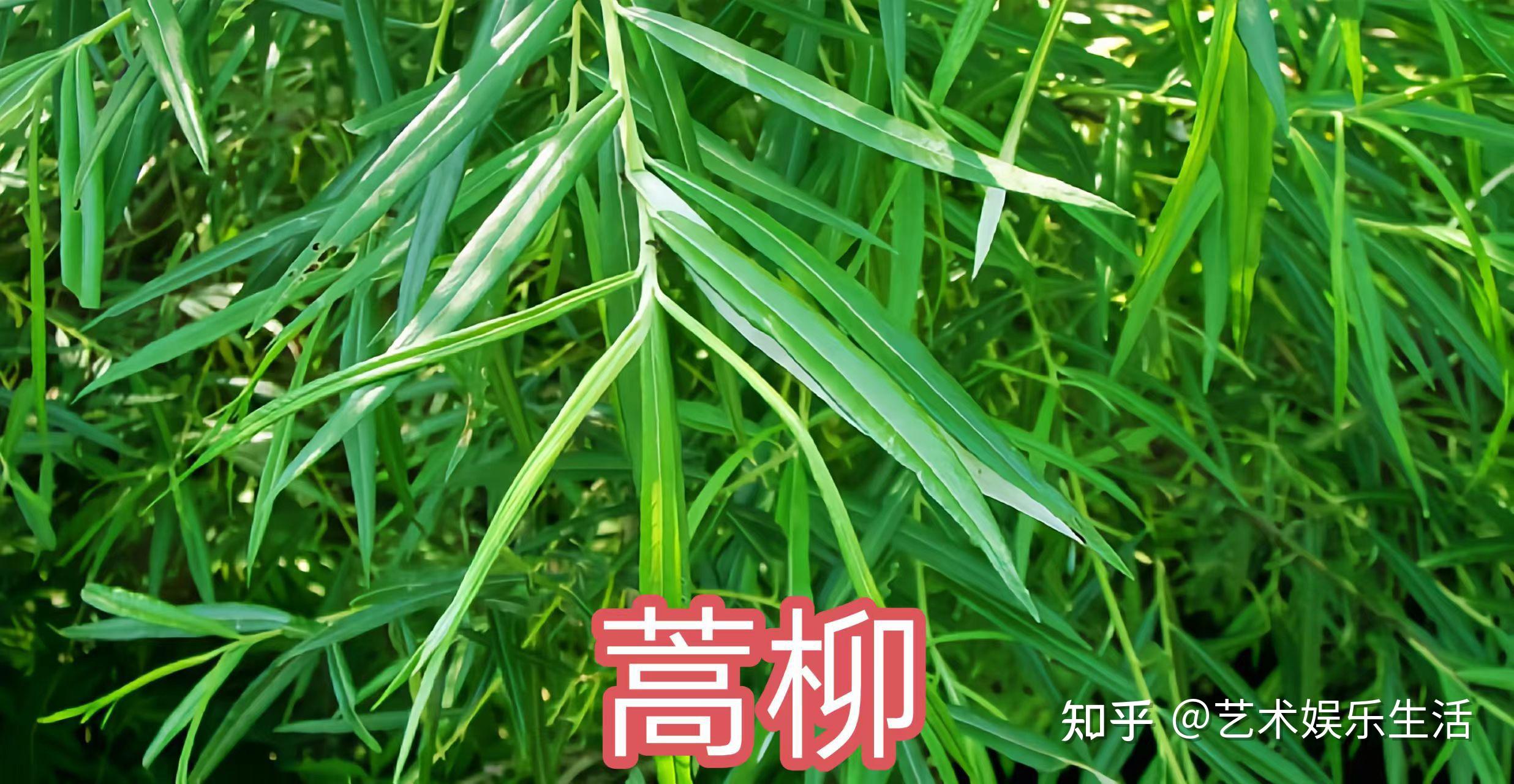 杨柳科植物有哪些 - 知乎