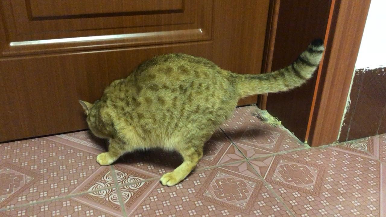 请问一下这是什么猫?父母的朋友送的?