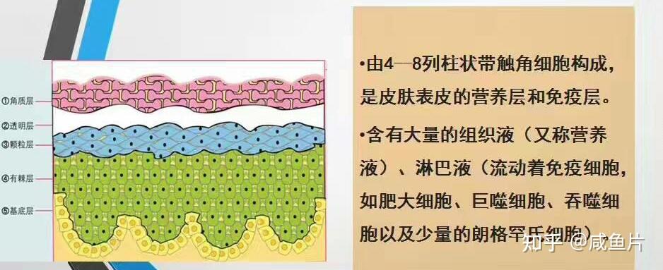 想要皮肤好好从了解皮肤开始