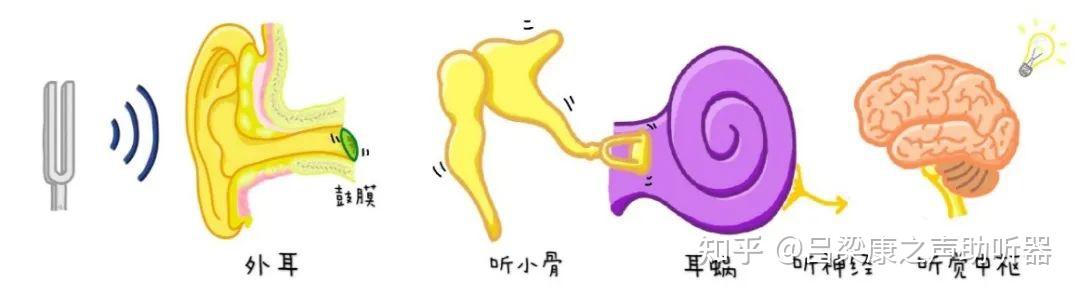 谜一样的听觉器官——耳朵 - 知乎