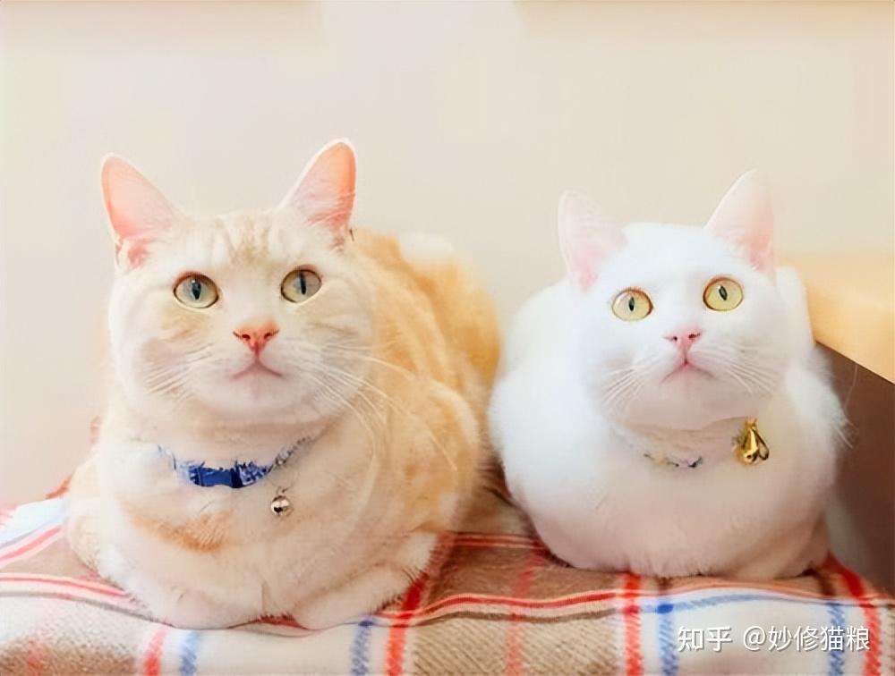 养猫，为什么要养“公猫”？看完你就懂了 - 知乎