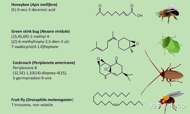 神奇的分子 雄烯酮（Androstenone） 能让狗停止吠叫的猪信息素 - 知乎