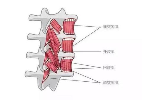 那些被我们忽略的小肌肉系列之多裂肌 知乎