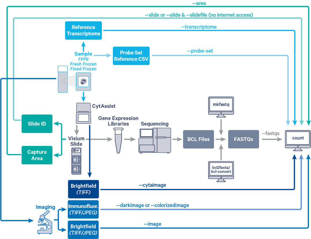 一秒搞懂Visium空间转录组图像!科研进阶指南! - 知乎