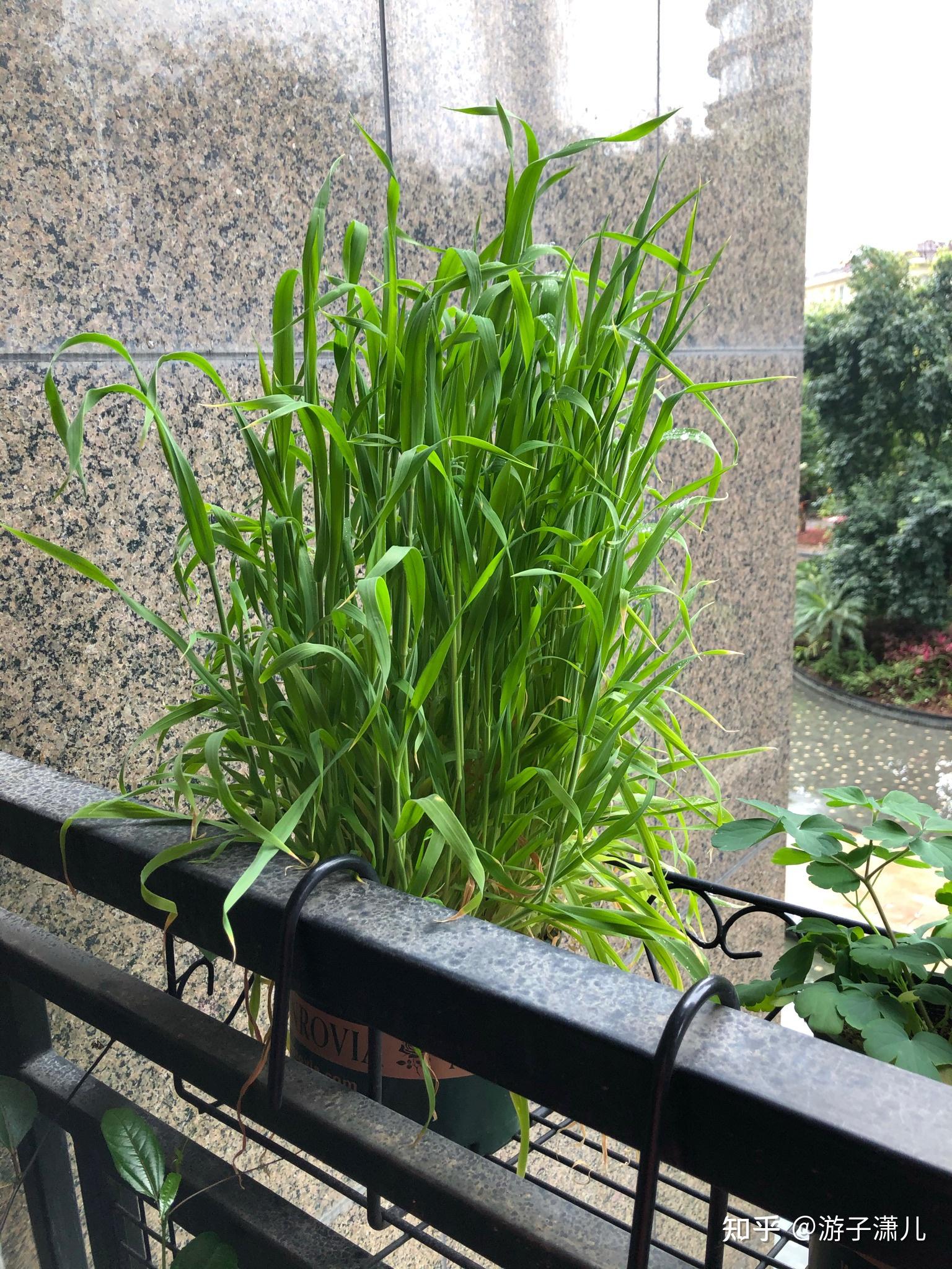 兔尾草生长记录