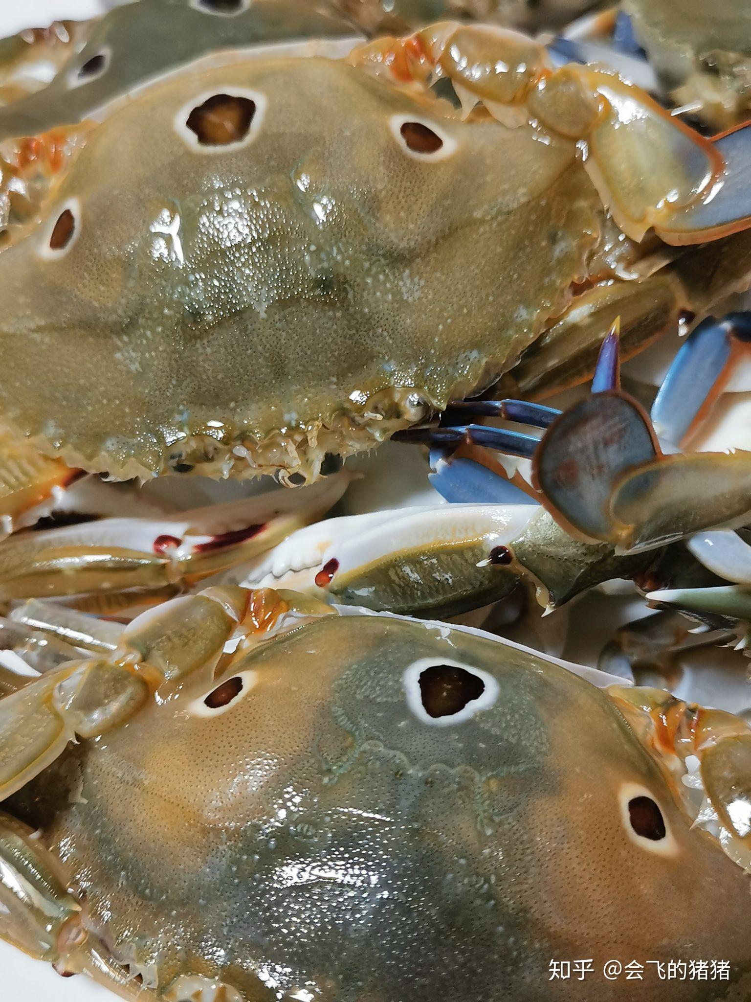 广州的花蟹和三目蟹有区别吗，是两种品类还是花蟹包括三目蟹? - 知乎