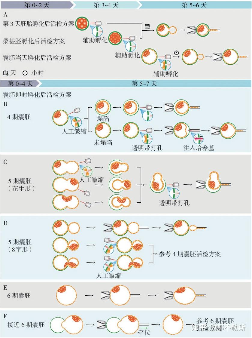 囊胚滋养层细胞活检技术的优势及操作解析 - 知乎