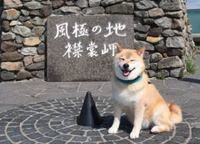喝水都会笑的柴犬,用笑容治愈了无数人