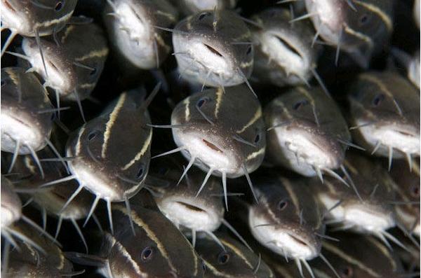 蛮蛮讲故事黄河系列一食人鲶