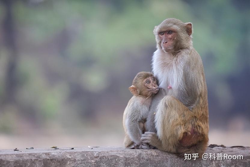 人与猴有生殖隔离,人类却造出人猴“杂交”胚胎,这是怎么回事? - 知乎