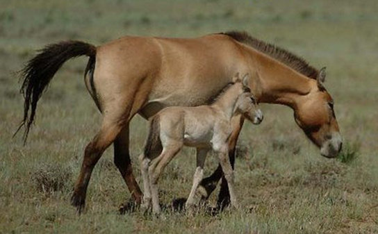 大白课解密马的性生活原来是这样生小马仔的