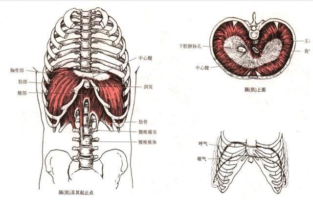 干货每天分享一块肌肉膈肌