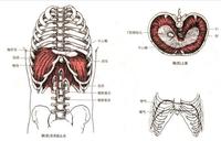 腰大肌膈肌平衡新角度看核心上篇