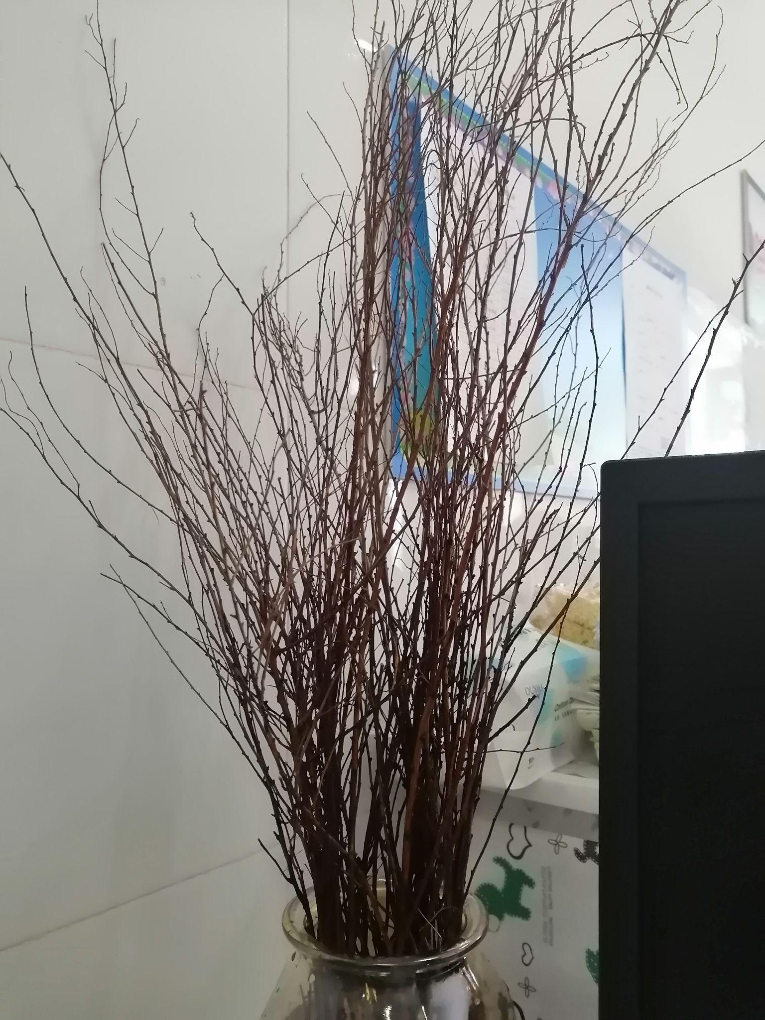 干枝雪柳