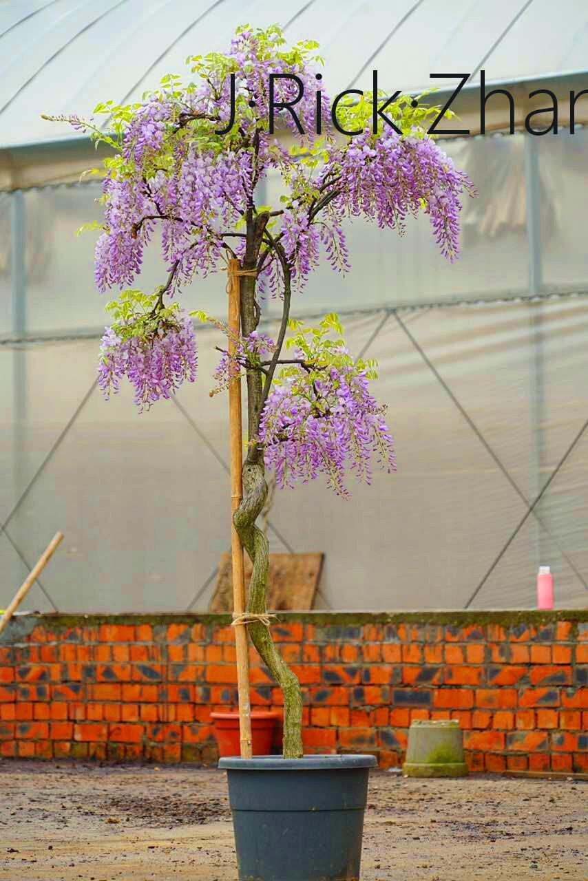丰花紫藤该如何种植修剪打理