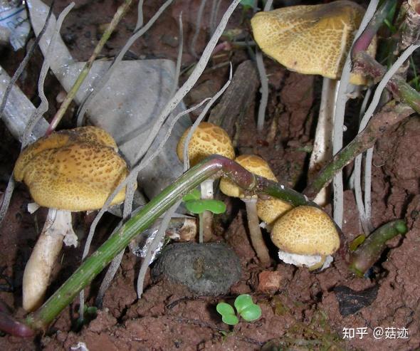 菇迹细鳞褐蘑菇