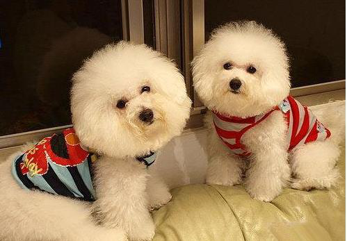 比熊犬怎么饲养和护理呢 知乎 比熊犬怎么饲养和护理呢 知乎