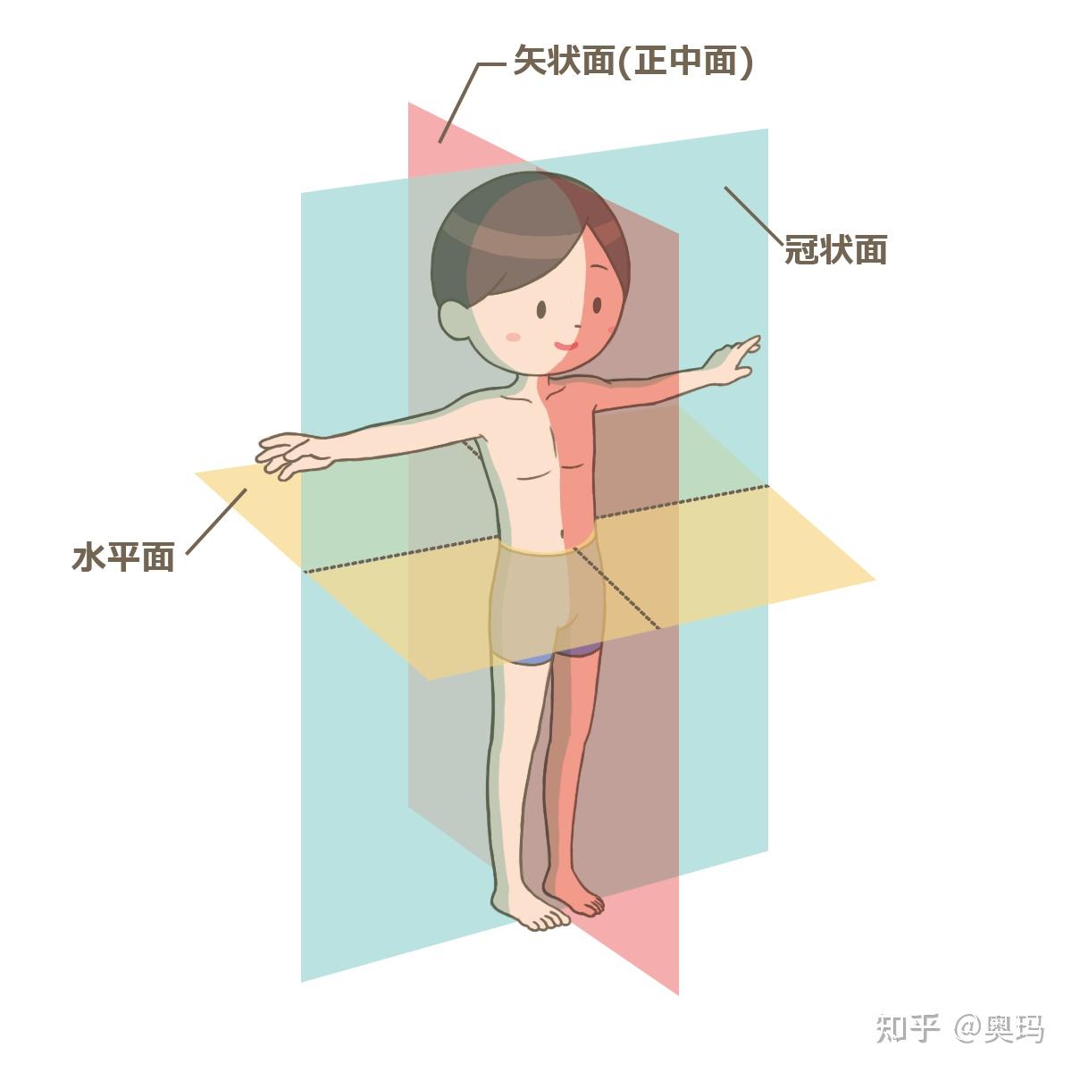 垂直面和矢状面图片