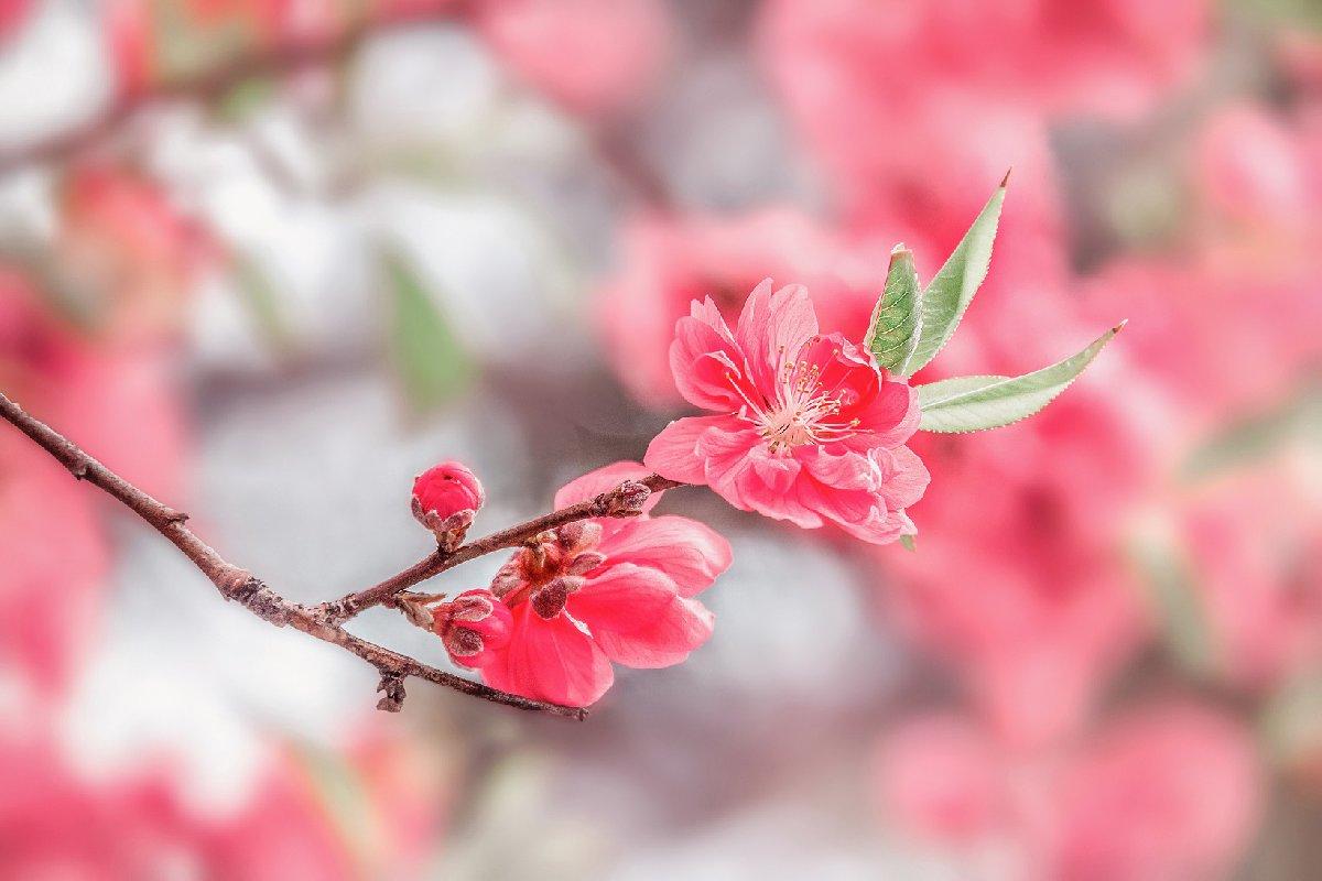 江津桃花图片