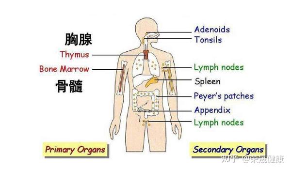 维持胸腺活力，增强身体免疫力 知乎
